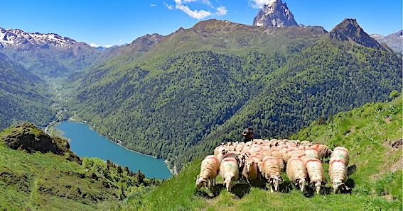 1500 COUPS DE POUCE – L’agneau de lait des Pyrénées mérite les plus grandes tables